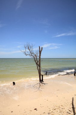 Bulutlar beyaz kumları ve mangrov ağaçlar Cape Romano, Florida üzerinden