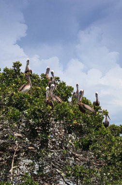 Kahverengi Pelikan Pelecanus occidentalis levrek yuva mangrov ağacında bir Marina Caxambas Island, Naples, Florida, akın