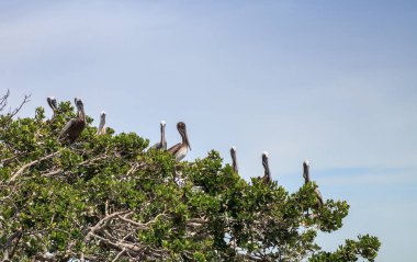 Kahverengi Pelikan Pelecanus occidentalis levrek yuva mangrov ağacında bir Marina Caxambas Island, Naples, Florida, akın