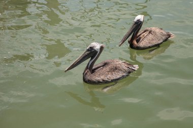 Florida kahverengi Pelikan Pelecanus occidentalis bir Marina Caxambas Island, Naples, Florida