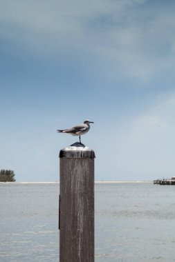 Genç gülmek martı Leucophaeus atricilla Caxambas Caxambas ada marinada bir yayında geçmek güneşli bir günde Marco Island, Florida