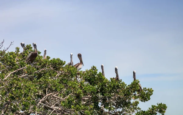 Pelikán Hnědý Pelecanus Occidentalis Hejno Okounů Hnízdech Mangrovových Stromu Marina — Stock fotografie