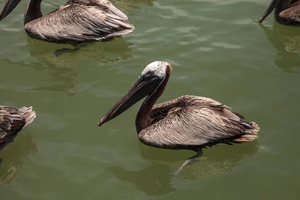 Florida Brauner Pelikan Pelecanus Occidentalis Einem Hafen Caxambas Insel Neapel — Stockfoto