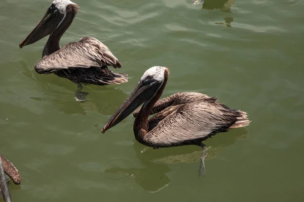 Florida Brauner Pelikan Pelecanus Occidentalis Einem Hafen Caxambas Insel Neapel — Stockfoto