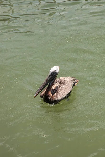 Florida Brown Pelican Pelecanus Occidentalis Marina Caxambas Sziget Nápoly Florida — Stock Fotó