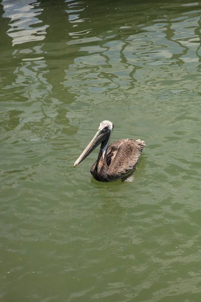 Φλόριντα Καφέ Πελεκάνος Pelecanus Occidentalis Μια Μαρίνα Στο Νησί Της — Φωτογραφία Αρχείου