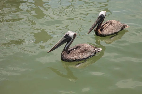 Florida Brauner Pelikan Pelecanus Occidentalis Einem Hafen Caxambas Insel Neapel — Stockfoto