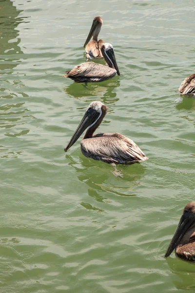 Florida Brauner Pelikan Pelecanus Occidentalis Einem Hafen Caxambas Insel Neapel — Stockfoto