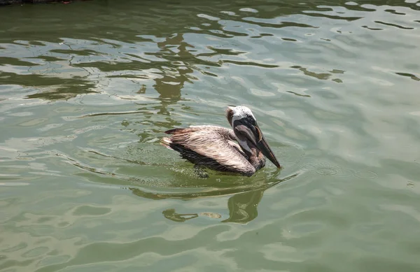 Florida Brown Pelican Pelecanus Occidentalis Marina Caxambas Island Naples Florida — Stock Photo, Image