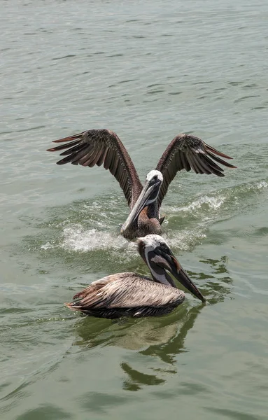 Флоридский Коричневый Пеликан Pelecanus Occieralis Марине Острове Каксамбас Штат Флорида — стоковое фото