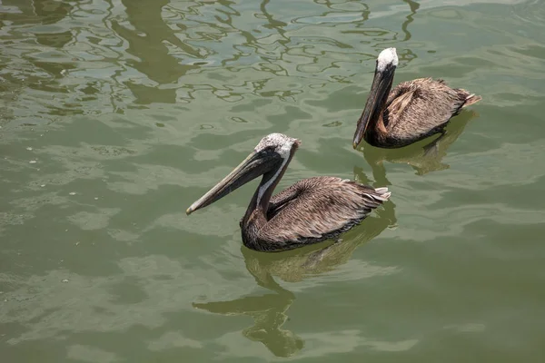 Florida Brauner Pelikan Pelecanus Occidentalis Einem Hafen Caxambas Insel Neapel — Stockfoto