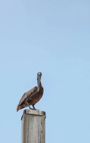 Florida Brown Pelican Pelecanus Occidentalis Een Jachthaven Caxambas Eiland Naples — Stockfoto