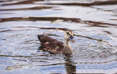 Tüyler tamamen Naples, Florida oluşur önce ergen çocuk muscovoy ördek yavrusu Cairina m