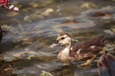 Ergen çocuk muscovoy ördek yavrusu Cairina m fe önce