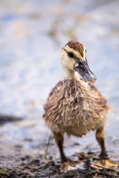 Moscovoy Juvenil Adolescente Patito Cairina Moschata Antes Que Las Plumas — Foto de Stock