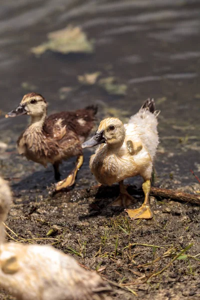 Adolescente joven moscovoy patito Cairina moschata antes fe — Foto de Stock