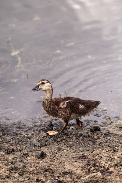 Nuorten nuorten myskisorsan ankanpoikanen Cairina moschata ennen fe — kuvapankkivalokuva