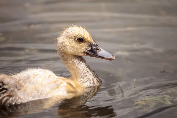 Moscovoy Juvenil Adolescente Patito Cairina Moschata Antes Que Las Plumas — Foto de Stock