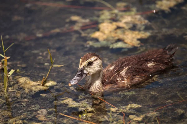 Tüyler tamamen Naples, Florida oluşur önce ergen çocuk muscovoy ördek yavrusu Cairina m