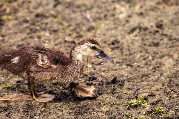 Ergen çocuk muscovoy ördek yavrusu Cairina m fe önce