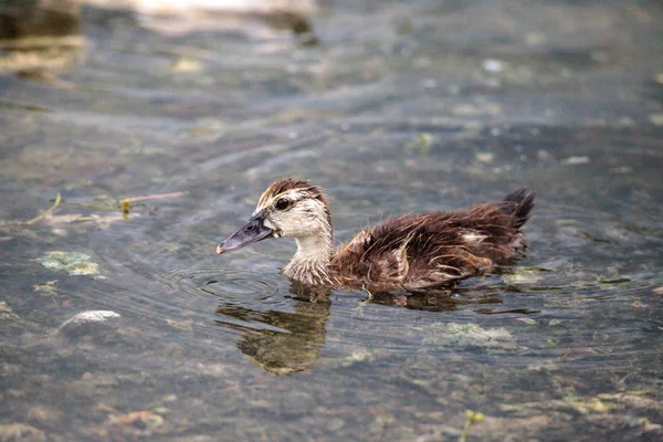 Adolescent juvenile muscovoy duckling Cairina moschata before fe — Stock Photo, Image