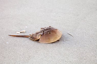 Atlantic Horseshoe crab Limulus polyphemus walks along the white sand of Clam Pass Beach in Naples, Florida in summer. clipart