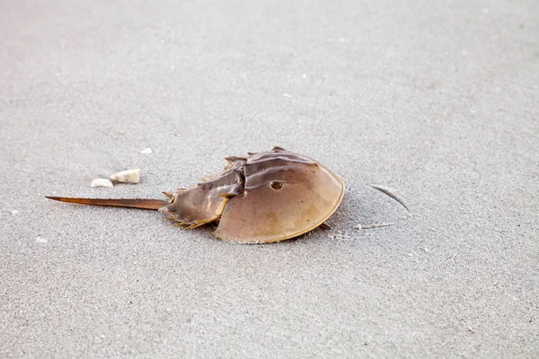 stock image Atlantic Horseshoe crab Limulus polyphemus walks along the white sand of Clam Pass Beach in Naples, Florida in summer.