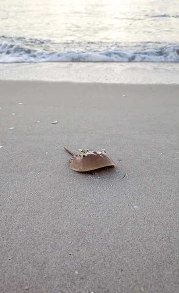 Атлантический Краб Подкова Limulus Polyphemus Гуляет Белому Песку Clam Pass — стоковое фото