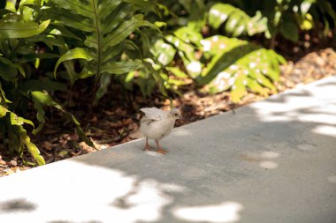 Bir bahçe yemek bebek Çin boyalı bıldırcın Coturnix chinensis civciv yem.