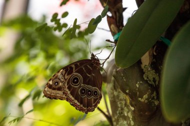 Mavi Morfo kelebek Morfo menelaus bir bahçede bir ağaçta oturuyor.