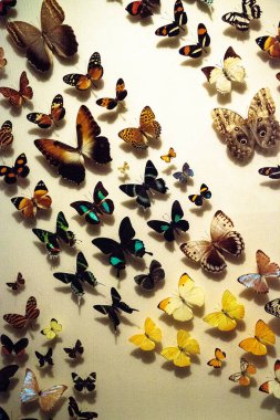 Bir ekran kartı üzerindeki yaymak onların kanatlı kelebek türlerinin büyük renkli koleksiyonu.