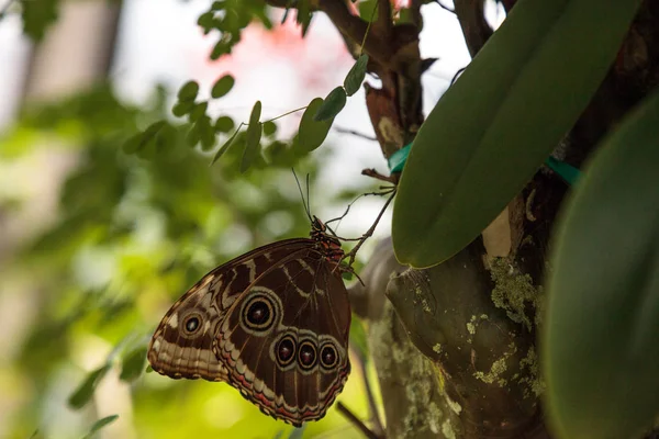 Μπλε Morpho Πεταλούδα Μενέλαος Μόρφω Βρίσκεται Σκαρφαλωμένη Στο Ένα Δέντρο — Φωτογραφία Αρχείου