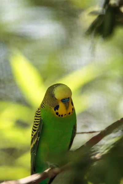 Verde Amarelo Budgie Bird Melopsittacus Undulatus Poleiros Uma Árvore — Fotografia de Stock