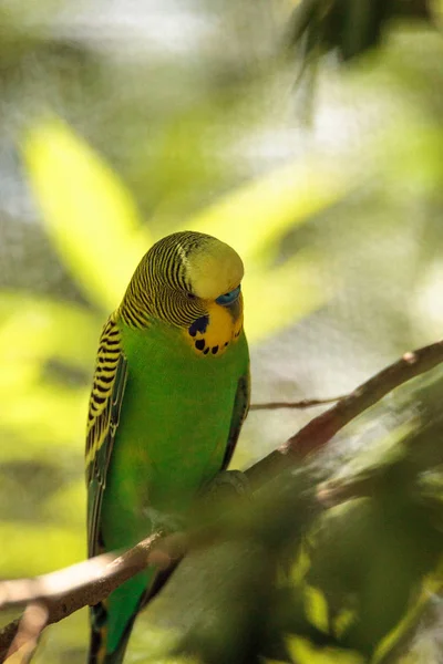 Pájaro Periquito Verde Amarillo Melopsittacus Undulatus Posa Árbol — Foto de Stock
