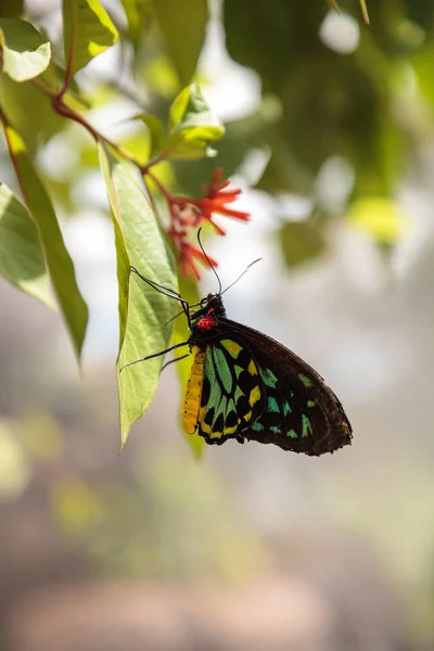 Cairns Birdwing Kelebek Ornithoptera Euphorion Bir Bahçe Içinde Bir Ağaçta — Stok fotoğraf
