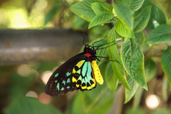 Papillon Ornithoptère Cairns Ornithoptera Euphorion Perche Sur Arbre Dans Jardin — Photo