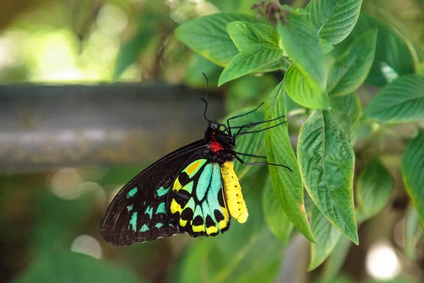 Cairns Birdwing Butterfly Ornithoptera Euphorion Perches Tree Garden Species Endemic — Stock Photo, Image