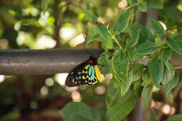 Papillon Ornithoptère Cairns Ornithoptera Euphorion Perche Sur Arbre Dans Jardin — Photo