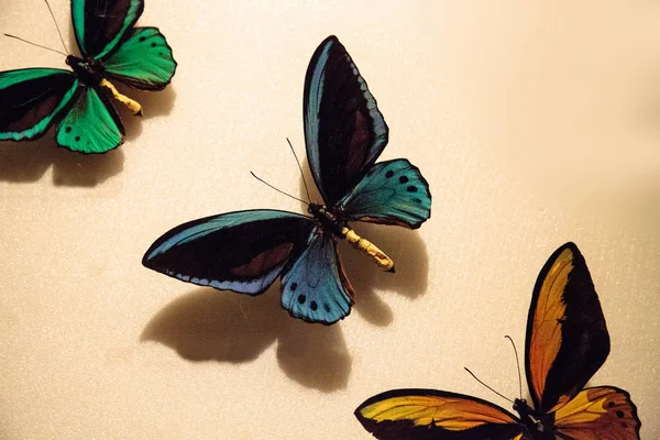 Cape York birdwing butterfly Ornithoptera priamus urvillianus pinned to a display board.