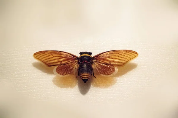 Cicada Mania Cryptotympana Mandarina Can Found Taiwan — Stock Photo, Image