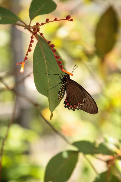 Common Rose Butterfly Pachliopta Aristolochiae Perches Leaf Tree Garden — Stock Photo, Image