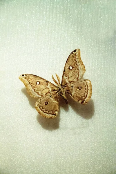 Copaxa ミデア蛾がペルーからの標本として固定表示板に — ストック写真