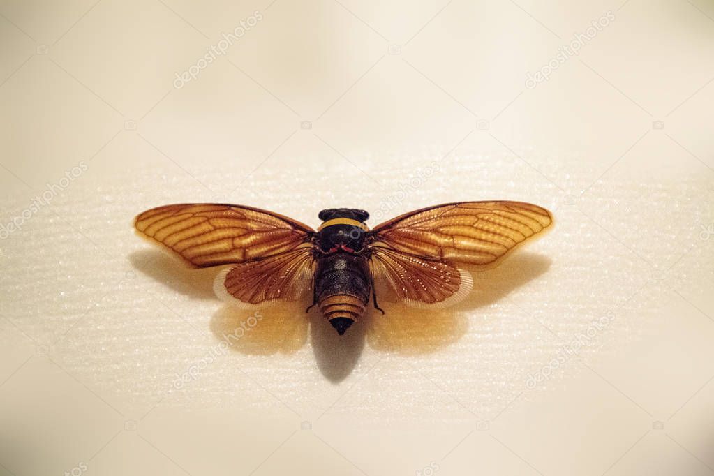 Cicada Mania Cryptotympana mandarina can be found in Taiwan. 