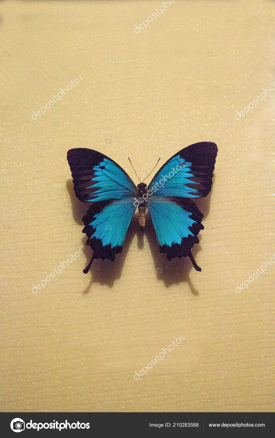 Ulysses Butterfly Papilio Ulysses Autolycus Pinned Display Board