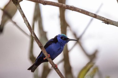 Kınalı honeycreeper Cyanerpes cyaneus tünemiş bir bahçe içinde dal.