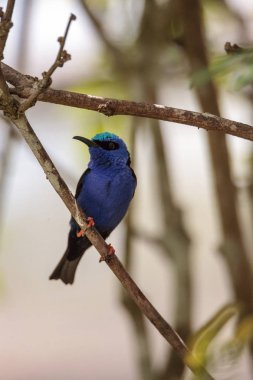 Kınalı honeycreeper Cyanerpes cyaneus tünemiş bir bahçe içinde dal.