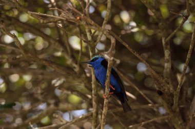 Kınalı honeycreeper Cyanerpes cyaneus tünemiş bir bahçe içinde dal.