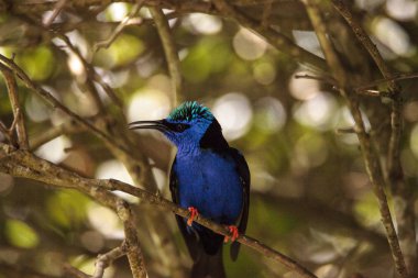 Kınalı honeycreeper Cyanerpes cyaneus tünemiş bir bahçe içinde dal.