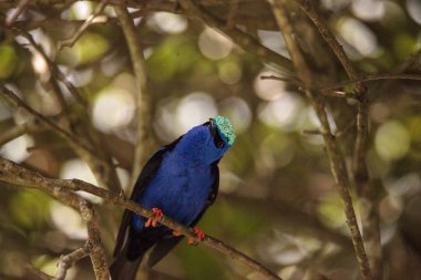 Kınalı honeycreeper Cyanerpes cyaneus tünemiş bir bahçe içinde dal.
