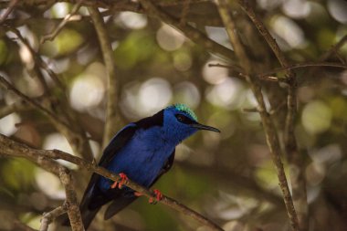 Kınalı honeycreeper Cyanerpes cyaneus tünemiş bir bahçe içinde dal.